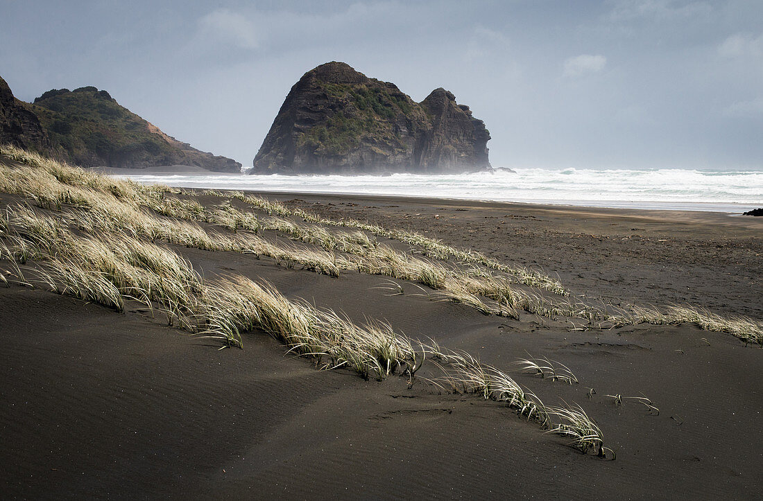 Dunes at Piha Beach to the west in Auckland, New Zealand's largest city.