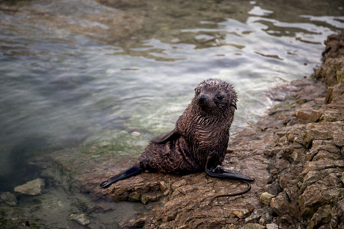 Baby fur seal in Kaikoura in the Kaikoura District, New Zealand
