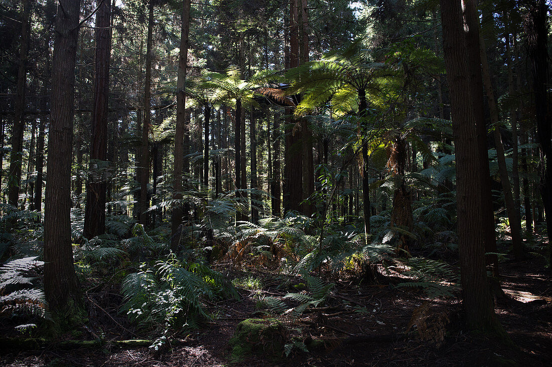 Redwood Forest in Rotorua in the Bay of Plenty, New Zealand.