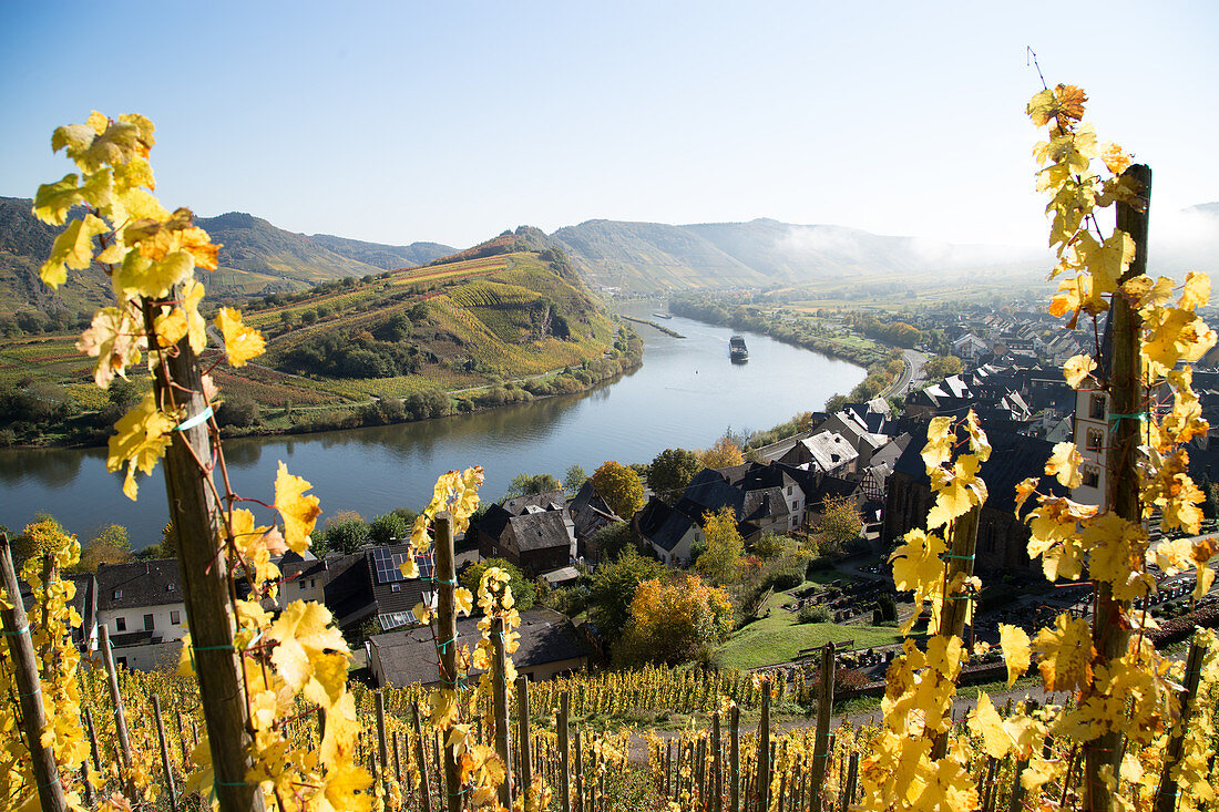 Autumn on the Calmont Klettersteig, the steepest vineyard on the Moselle in Rhineland Palatinate, Germany.