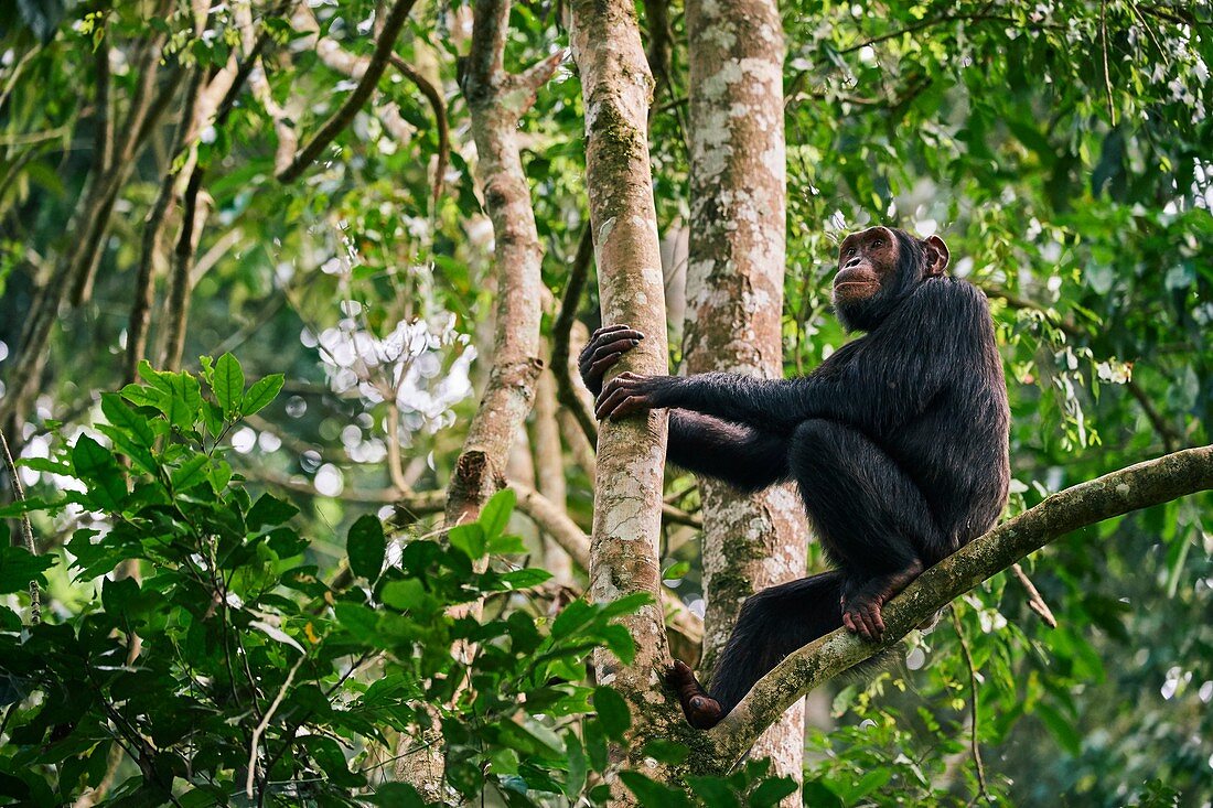 Schimpansen (Pan troglodytes schweinfurthii) Männchen sitzt in einem Baum, Kibale-Nationalpark, Uganda, Afrika