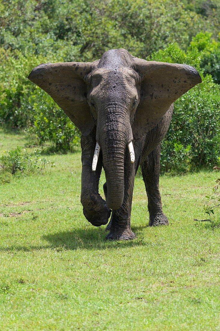 African elephant, Loxodonta africana, Masai Mara National Reserve, Kenya, Africa