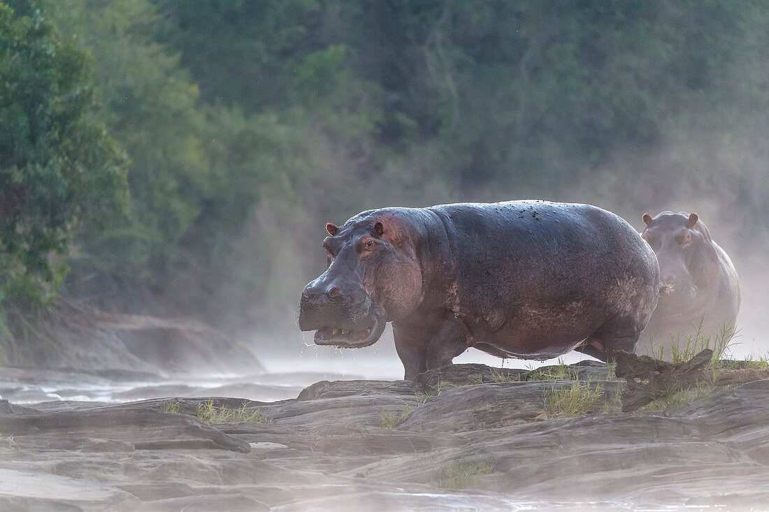 Flusspferde bei Sonnenaufgang auf Olare Orok Fluss, Naturschutzgebiet Masai Mara, Kenia, Afrika