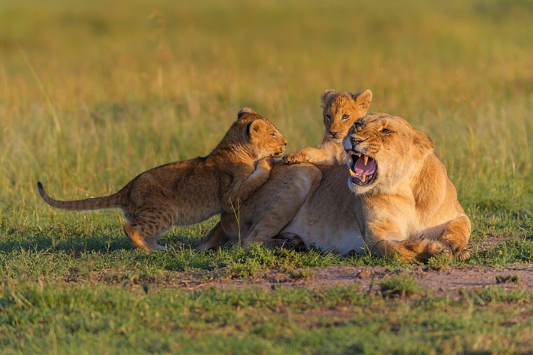 Afrikanischer Löwe (Panthera Leo), Löwin mit zwei Jungtieren, Naturschutzgebiet Masai Mara, Kenia, Afrika