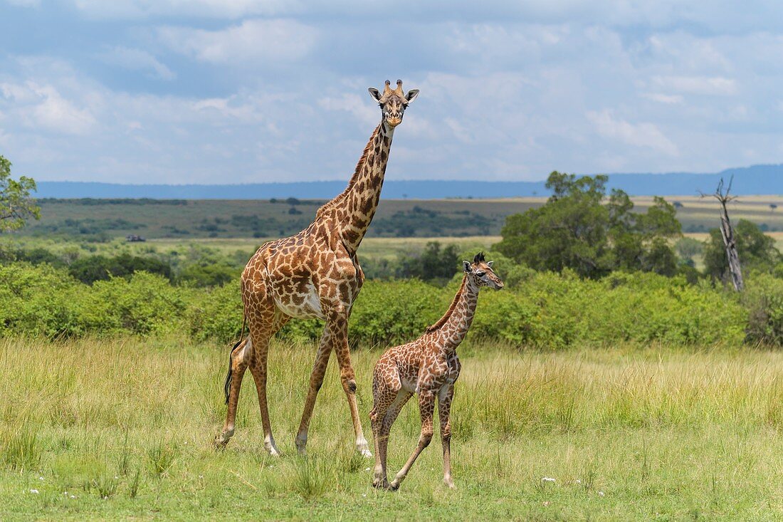 Masai Giraffe (Giraffa camelopardalis), Weibchen mit Jungtier, Naturschutzgebiet Masai Mara, Kenia, Afrika