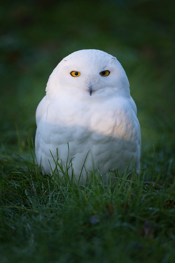 Schneeeule (Bubo scandiacus)