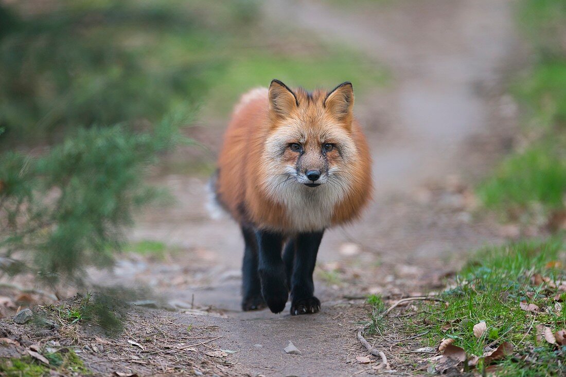 Red Fox, vulpes vulpes, running