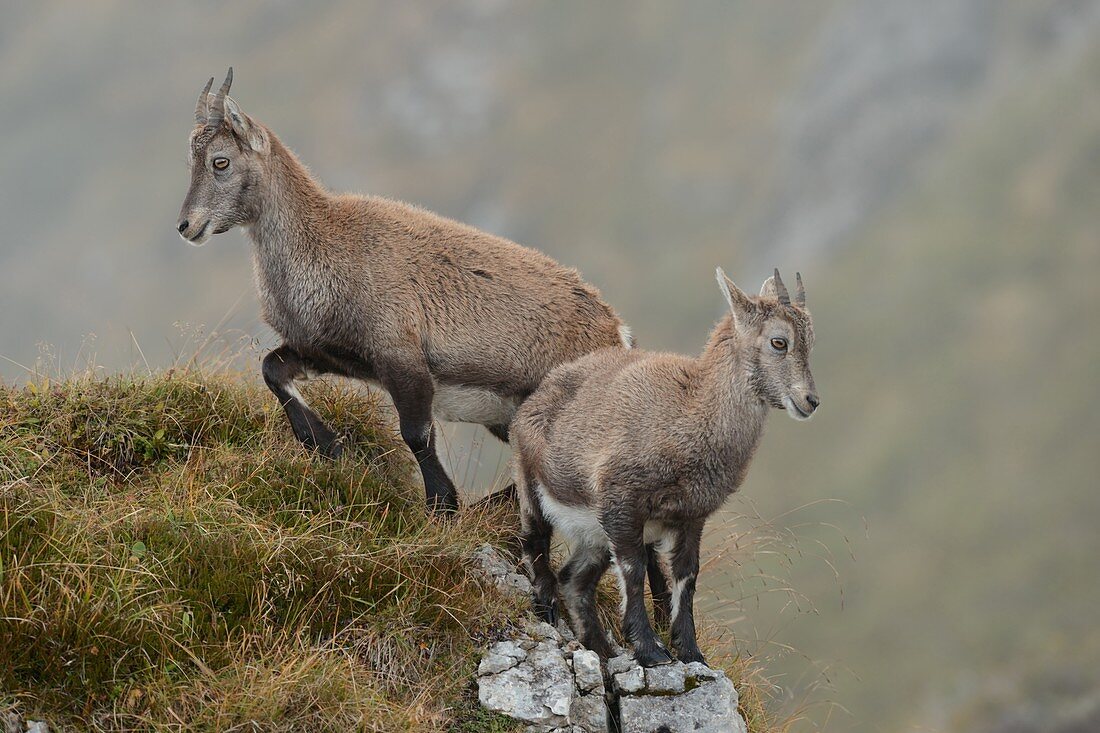 Alpensteinbock (Capra ibex) im wilden Hochgebirge, zwei Jungtiere in typischem Berggelände, Wildtiere, Schweizer Alpen, Europa