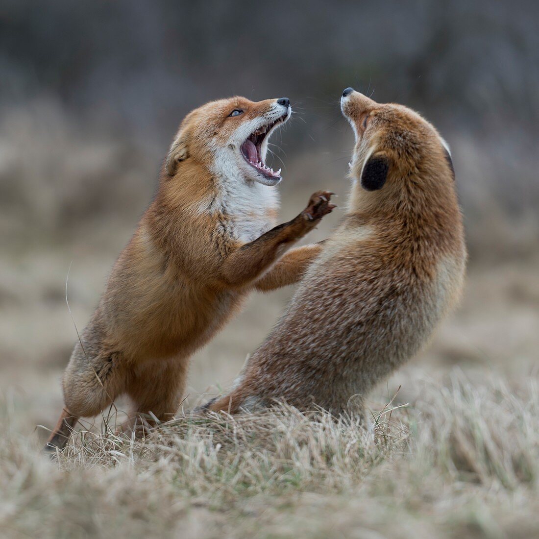 Rotfuchs (Vulpes vulpes), zwei Erwachsene, die auf Hinterbeinen stehen und sich gegenseitig mit weit geöffneten Kiefern bedrohen, territoriales Verhalten während der Brunft, Wildtiere, Europa