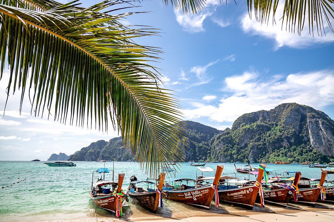 Phi Phi Island,  Thailand - November 26 2019: traditional wooden longtail boats parked at a beach in Phi Phi Island. Clear water and clean beach.