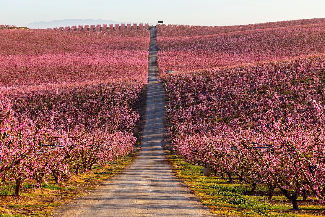 Blooming fields of peaches in Aitona, Catalonia, Spain.\nTourist place to take photos and beautiful walks