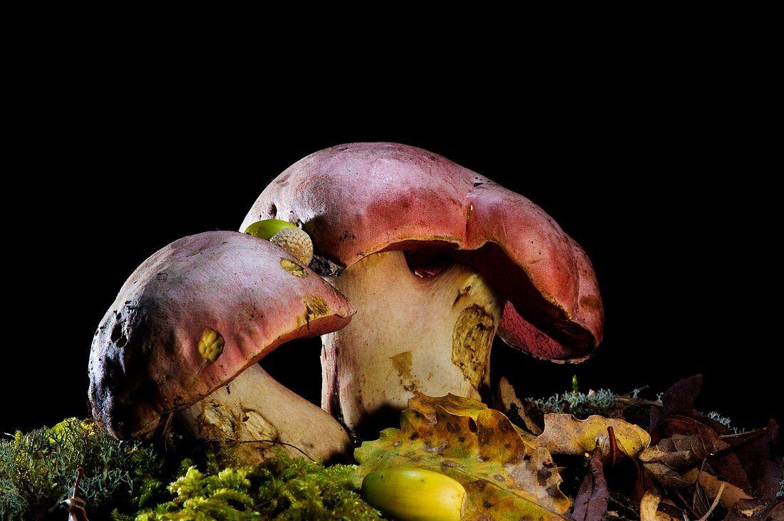 Mushroom Boletus rhodopurpureus