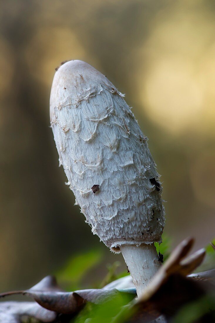 Mushroom Coprinopsis picacea