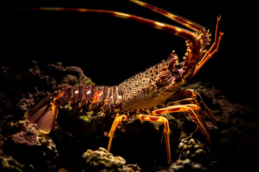 Lobster (palinurus elephas) Alghero. Sardegna. Italia