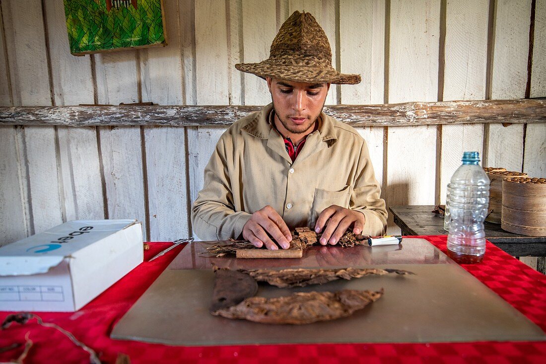 Ein Tabakbauer rollt vorsichtig einige Zigarren, Vinales, Kuba