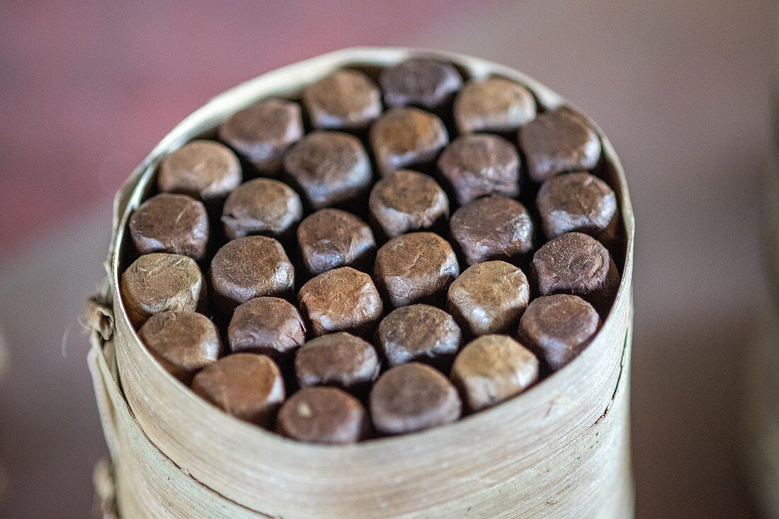 Frisch gerollte Zigarren in einem Arrangement zusammengebunden, Vinales, Kuba