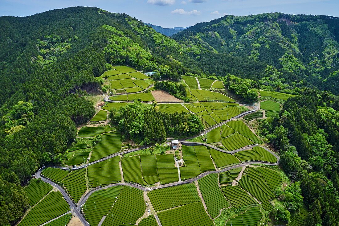 Japan, Honshu, Shizuoka, tea fields