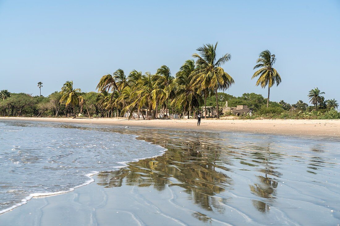 Palmen am Strand Sanyang, Gambia, Westafrika