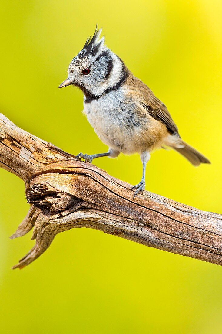 Crested Tit, Parus cristatus, Herrerillo Capuchino, Castilla y León, Spain, Europe