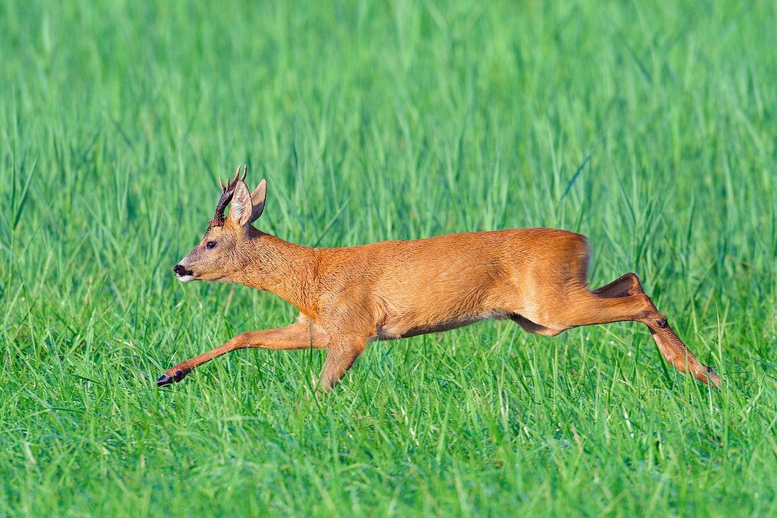 Jumping Western Roe Deer (Capreolus capreolus), Roebuck, Summer, Germany, Europe