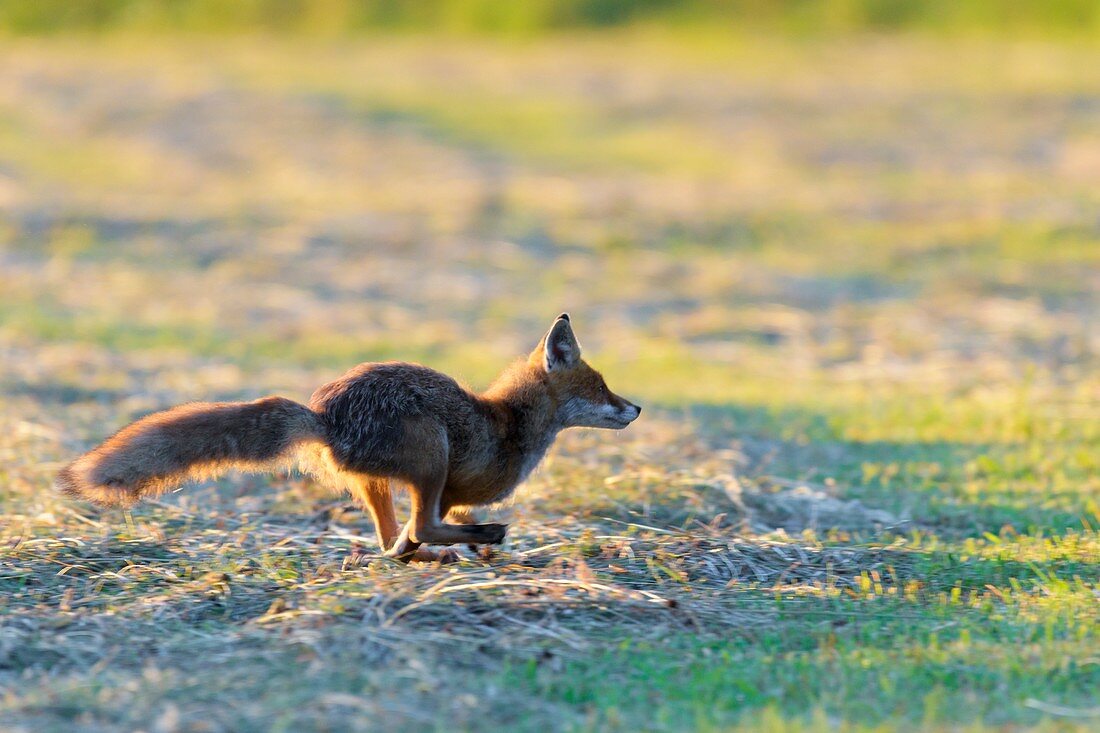 Running red fox (Vulpes vulpes) on meadow, Hesse, Germany, Europe