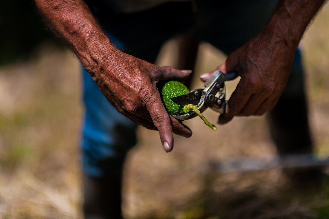 Ein kolumbianischer Landarbeiter schneidet am 22. November 2019 auf einer Plantage in der Nähe von Sonsón, Departement Antioquia, Kolumbien, den Stamm einer Avocado-Frucht ab.