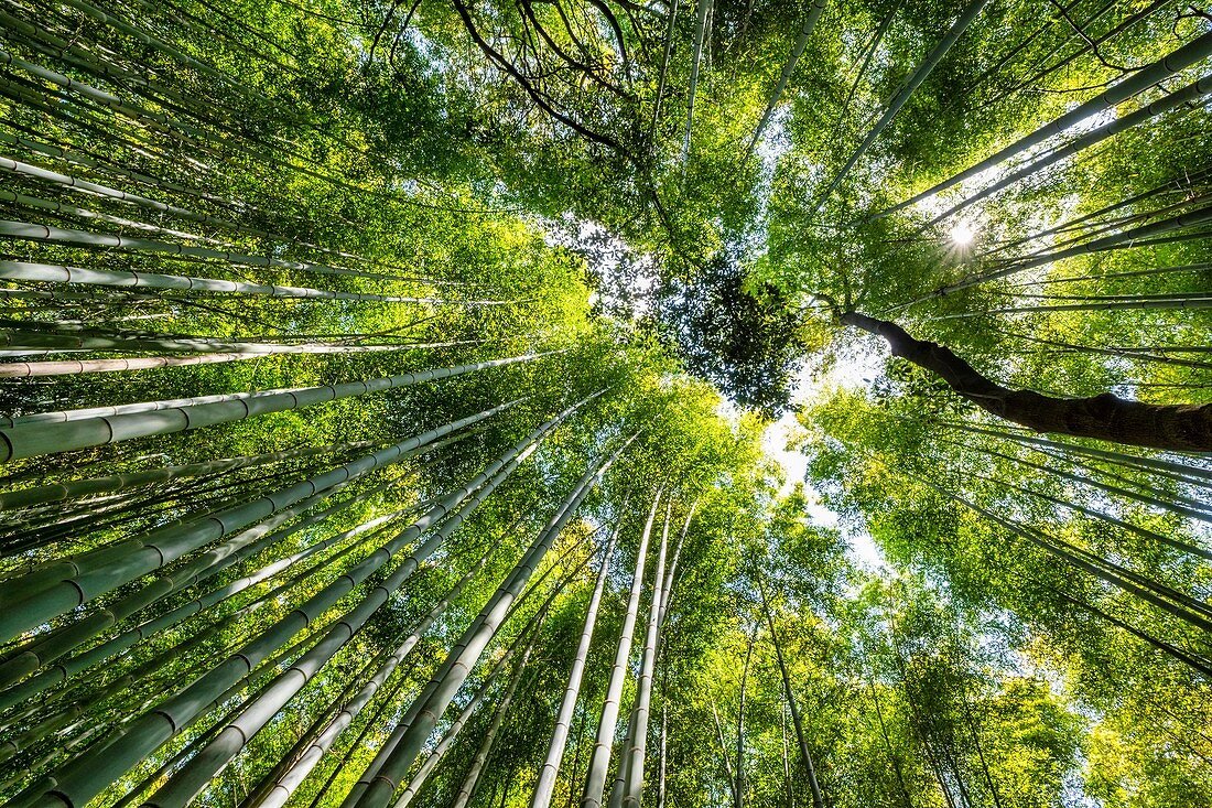 Kyoto Japan. Arashiyama Bamboo Grove
