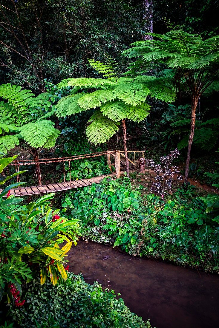 Brücke im Regenwald im Nationalpark Topes de Collantes, Trinidad, Republik Kuba, Karibik, Mittelamerika