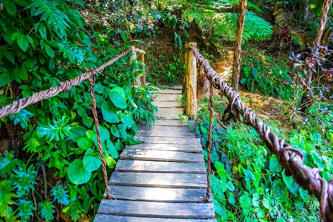 Holzbrücke in der tropischen Natur von Topes de Collantes, Trinidad, Republik Kuba, Karibik, Mittelamerika