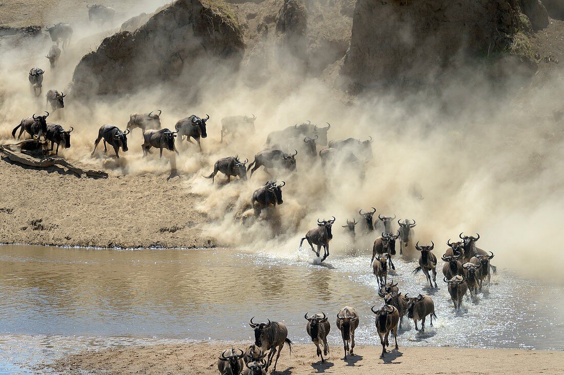 Herde von Streifengnus (Connochaetes taurinus), überquert während der großen Migration den Mara-Fluss, Serengeti-Nationalpark, Tansania