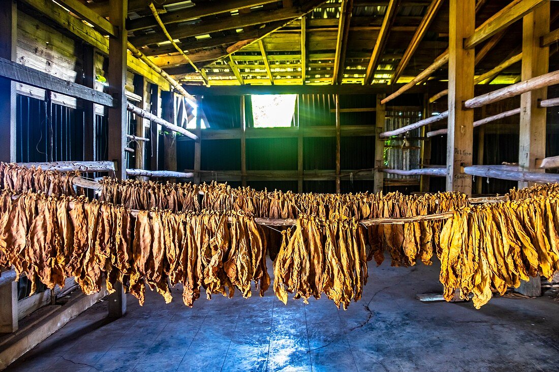Process of tabacco drying, Republic of Cuba, Caribbean, Central America.