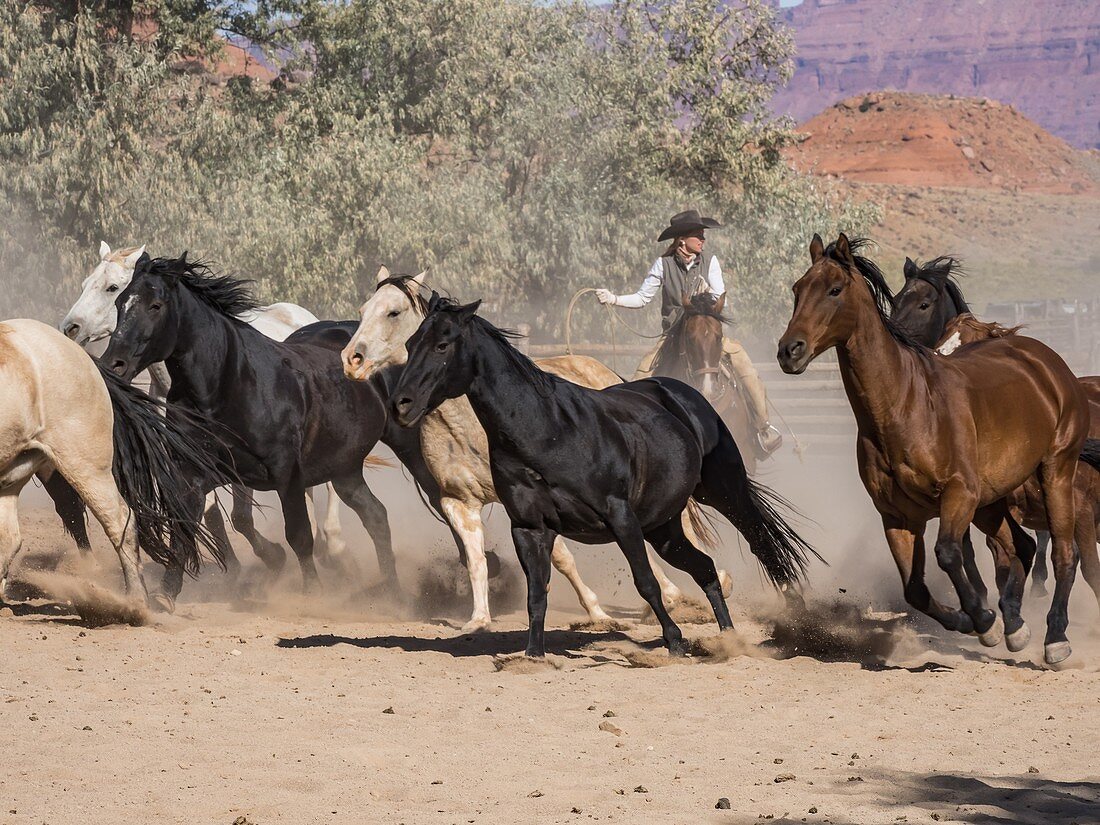 Mit einem Lasso in der Hand treibt ein Cowgirl eine Pferdeherde aus dem Korral auf der Red Cliffs Ranch bei Moab, Utah
