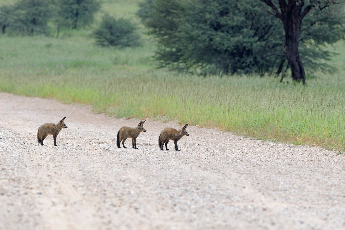 Bat-eared foxes (Otocyon megalotis), young animals, standing in the middle of a dirt road, Kgalagadi Transfrontier Park, Northern Cape, South Africa, Africa