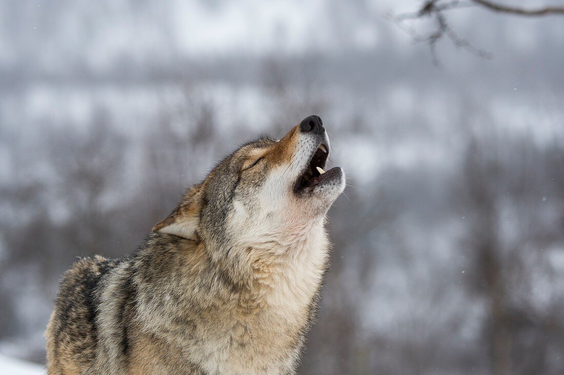 Nahaufnahme eines Grauwolfes (Canis lupus), heulend im Schnee in einem Wildpark in Nordnorwegen