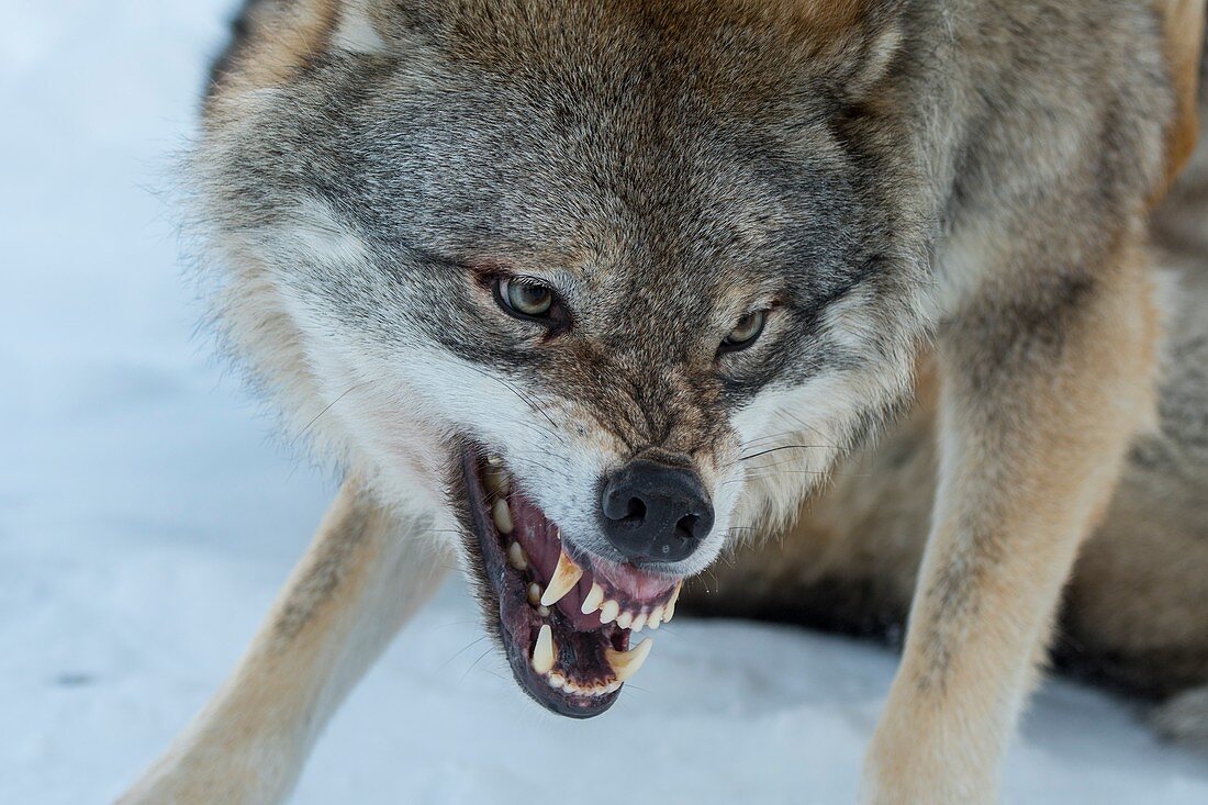 Close-up of a dominant Gray wolf (Canis lupus) snarling at another wolf in the snow at a wildlife park in northern Norway.
