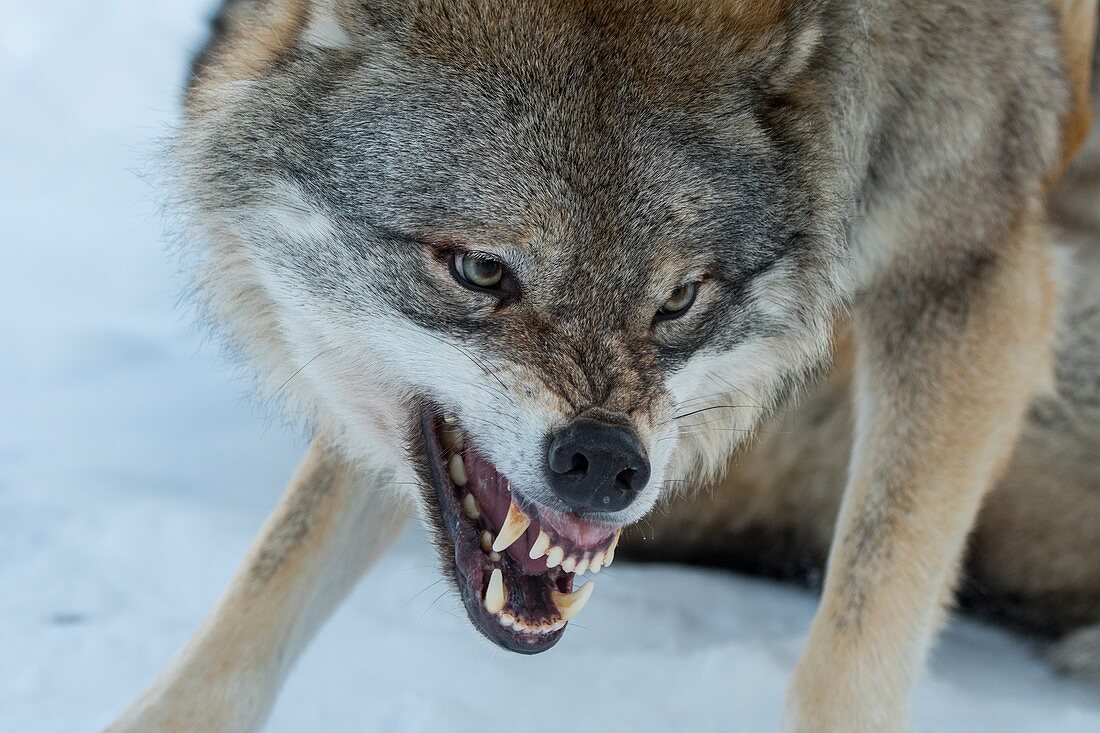 Nahaufnahme eines Grauwolfes (Canis lupus), der einen anderen Wolf im Schnee an einem Wildpark in Nordnorwegen anknurrt