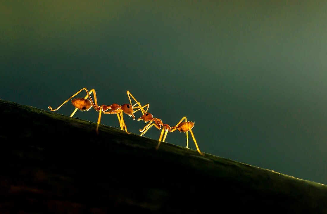 Zwei Ameisen vor hellem Hintergrund, Garo Hills, Meghalaya, Indien