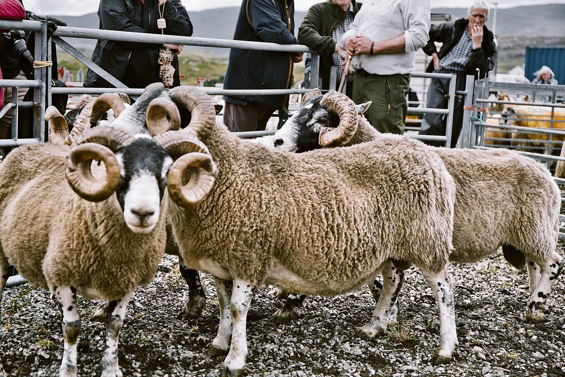 Schafe im Richterstall bei der North Harris Agricultural Show, Tarbert, Isle of Harris, Äußere Hebriden, Schottland