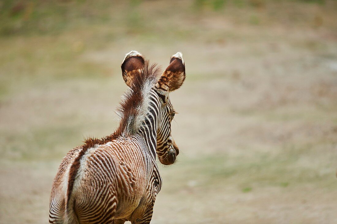 Junges Grévy-Zebra (Equus grevyi), Deutschland