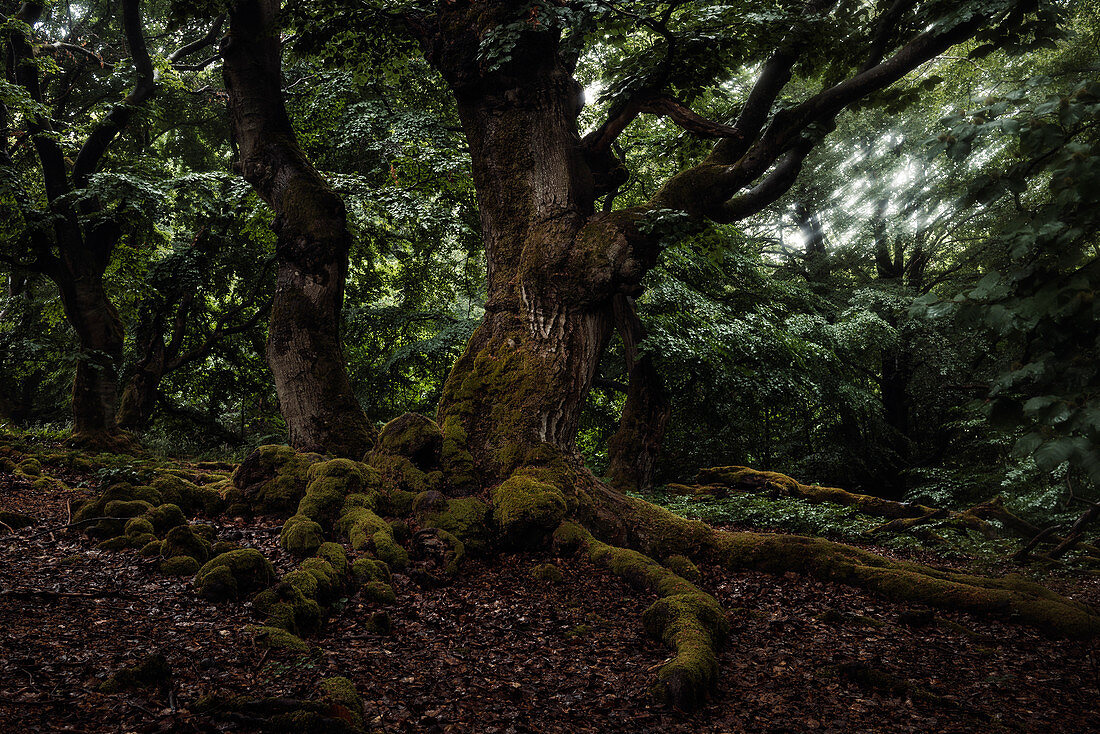 Old beeches in Hutewald Halloh, Albertshausen, Bad Wildungen, Waldeck-Frankenberg, Hesse, Germany, Europe