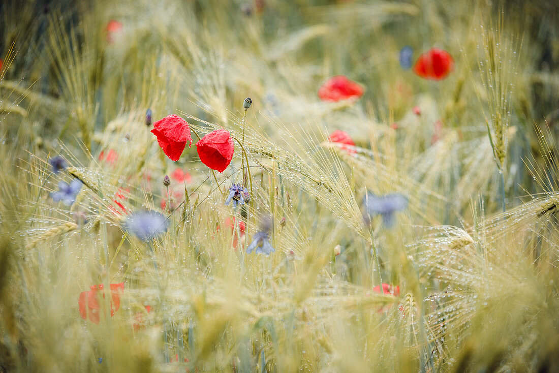 Poppies and cornflowers with raindrops in the barley field, Bringhausen, Edertal, Waldeck-Frankenberg, Hesse, Germany, Europe