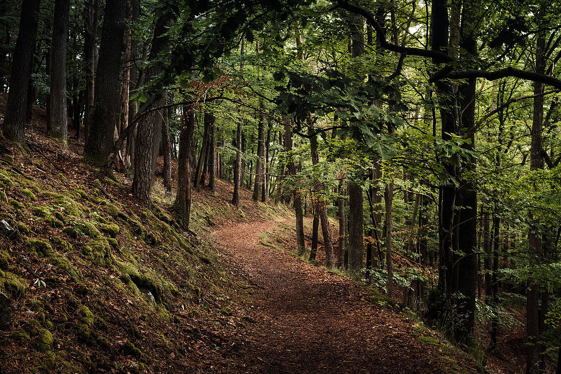 Path in the forest at Daudenberg, Kellerwald-Edersee National Park, Hesse, Germany, Europe