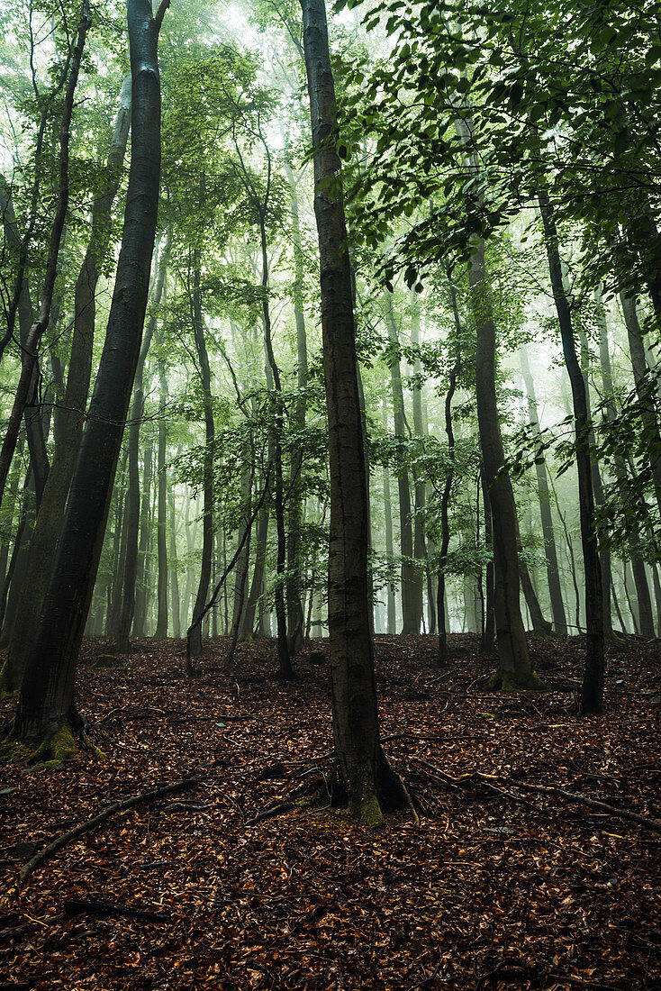 Beeches in the fog at Daudenberg, Kellerwald-Edersee National Park, Hesse, Germany, Europe