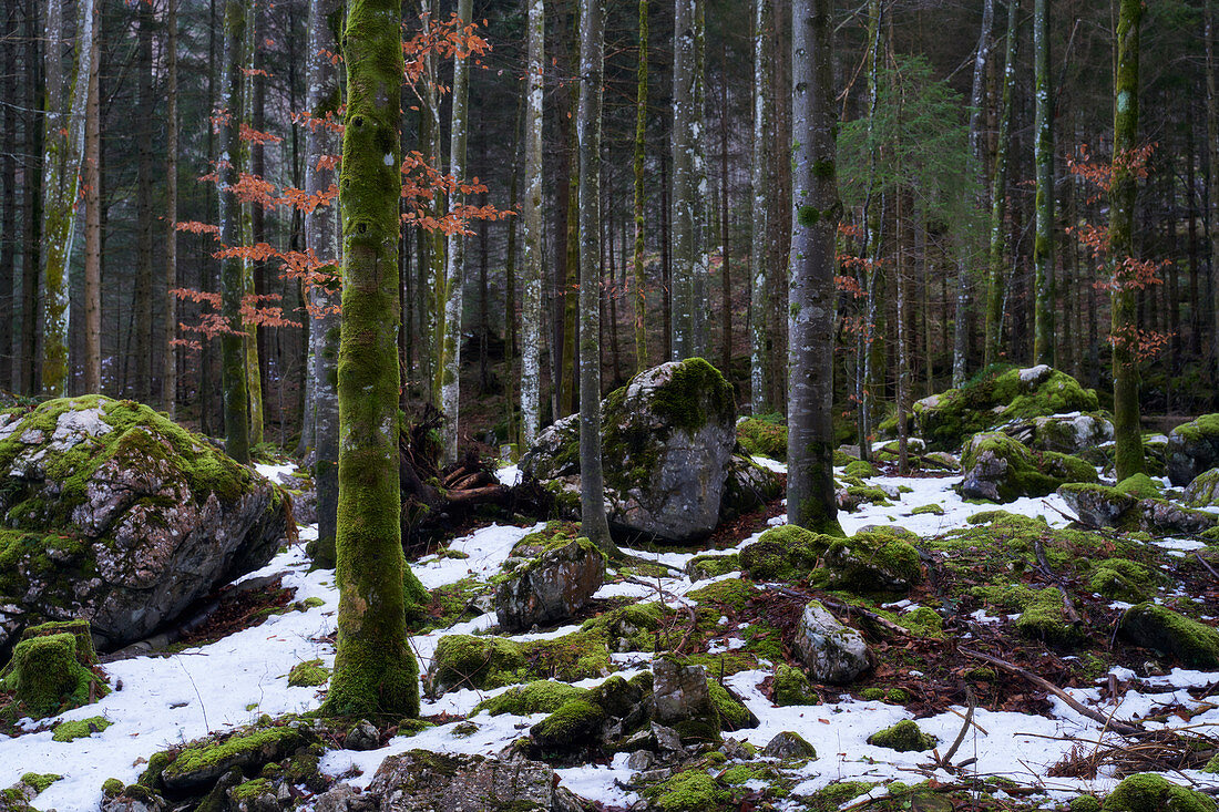 Winterwald an den Langbathseen in der Nähe von Ebensee, Oberösterreich, Österreich