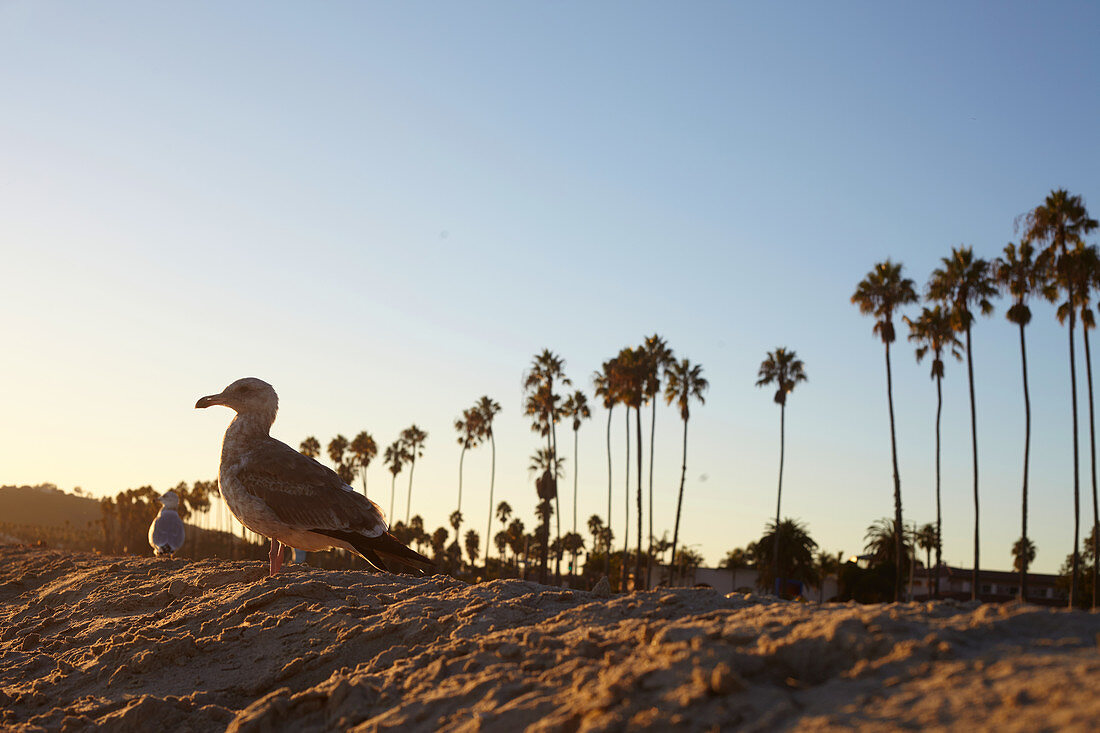 Seagull in the evening light on Santa Barbara Beach, California, USA.