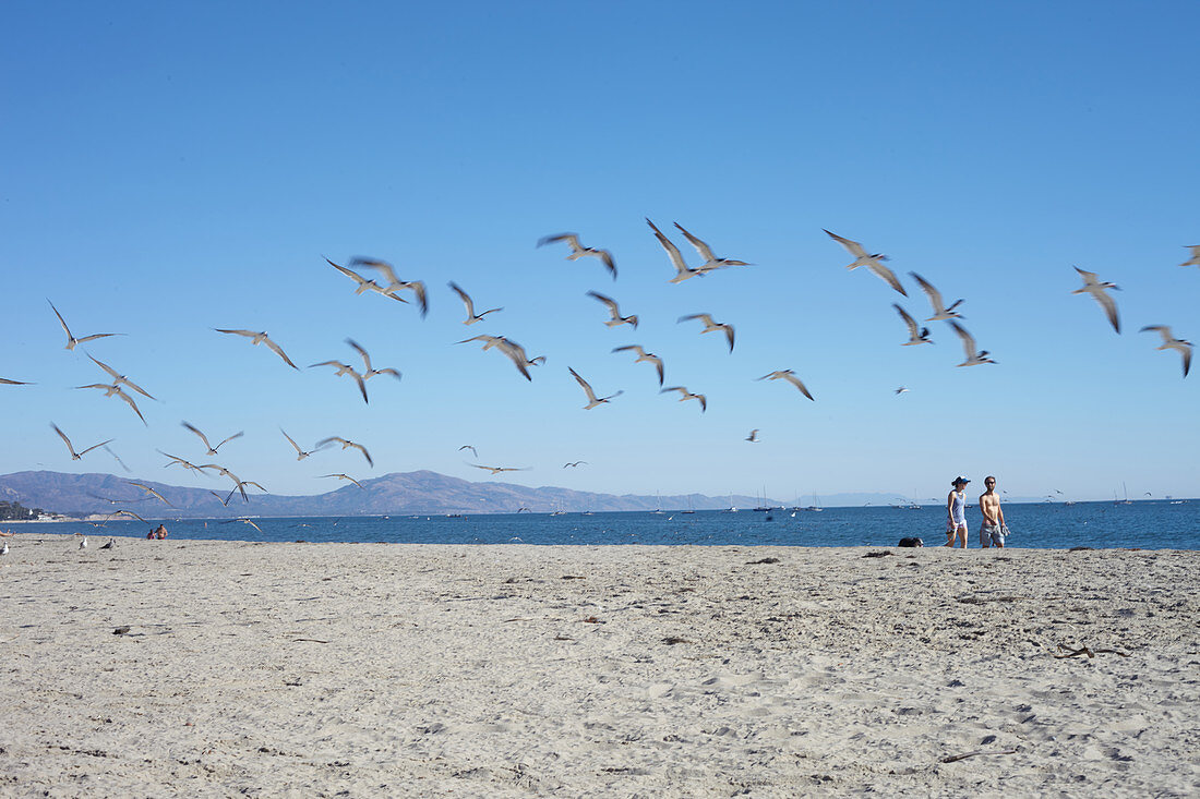 Seagulls and strollers on Santa Barbara Beach, California, USA.