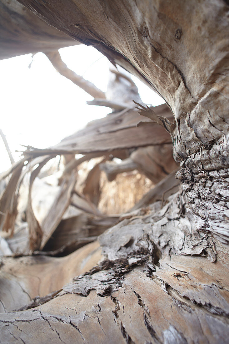 Bark of a dead tree in the evening light at Big Sur, California, USA.
