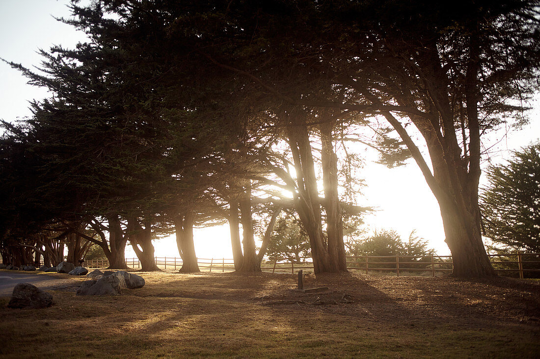 Baumreihe im Abendlicht auf einem Parkplatz bei Big Sur am Highway 1, Kalifornien, USA.