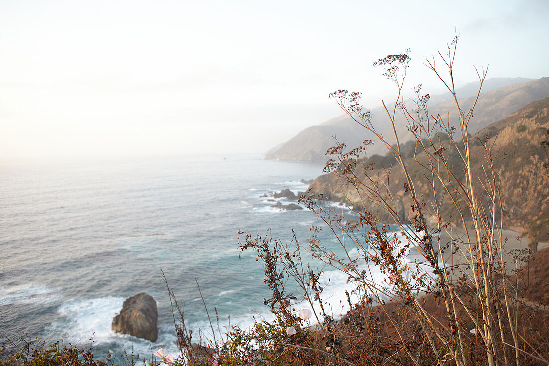 Dry autumn plants in the evening light at Big Sur on Highway 1, California, USA.