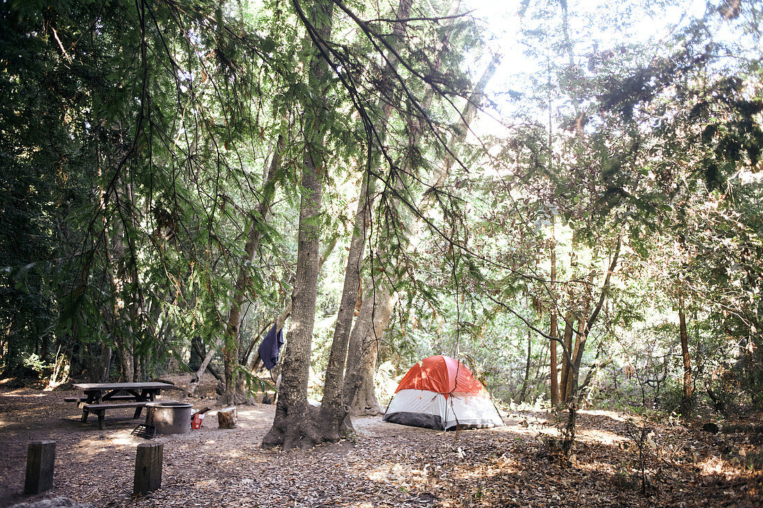 Zelt zwischen Nadelbäumen mit Feuerstelle und Picknick Tisch, Pfeiffer Big Sur State Park, Kalifornien, USA.